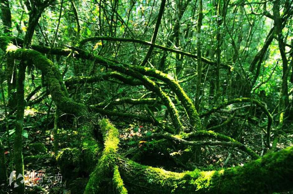磨盘山原始森林