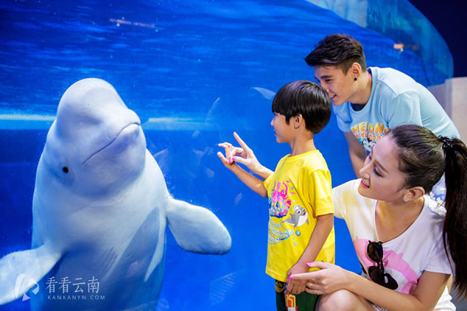 近距离接触白鲸