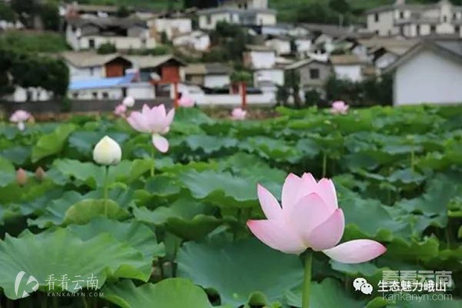 碧波荡漾,万绿流翠