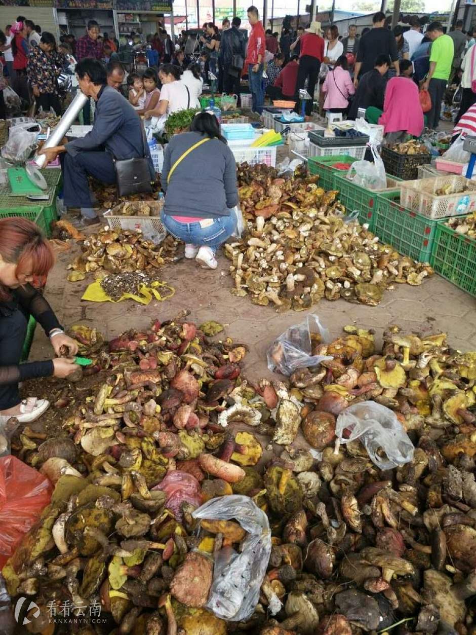 野生菌