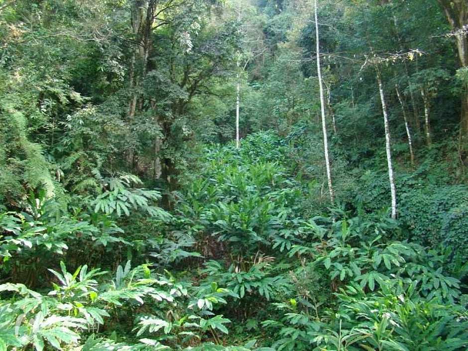 草果树
