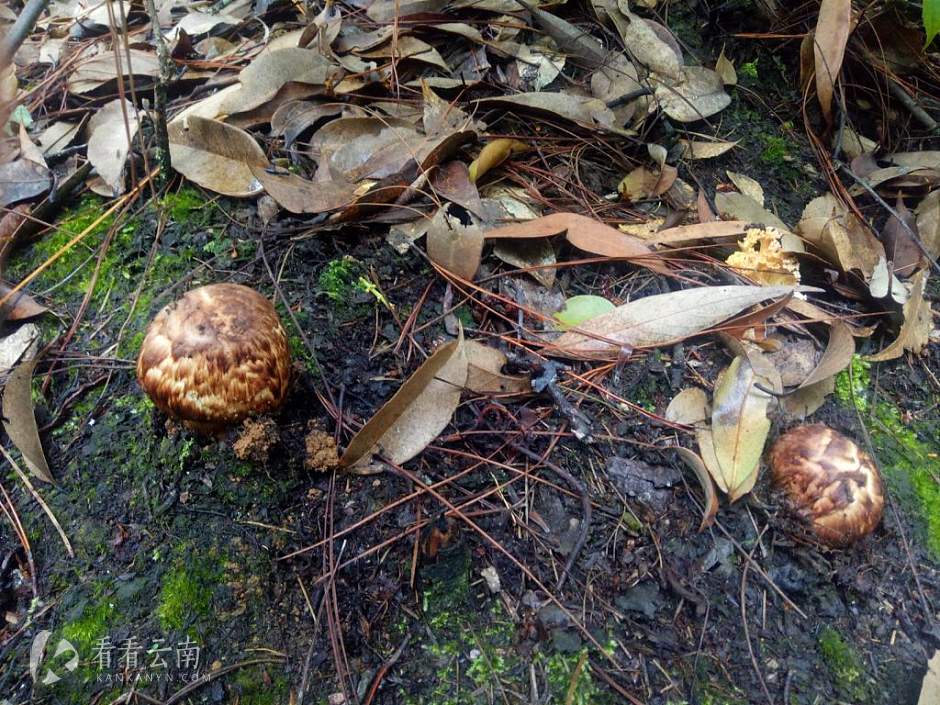 今日云南|南华五街镇野生菌封山保育基地