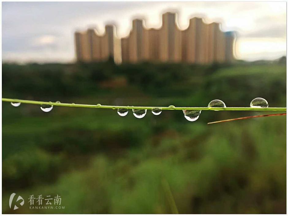 今日云南|晶莹剔透的呈贡