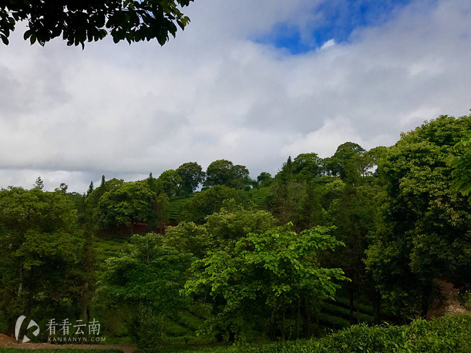 今日云南|普洱茶山