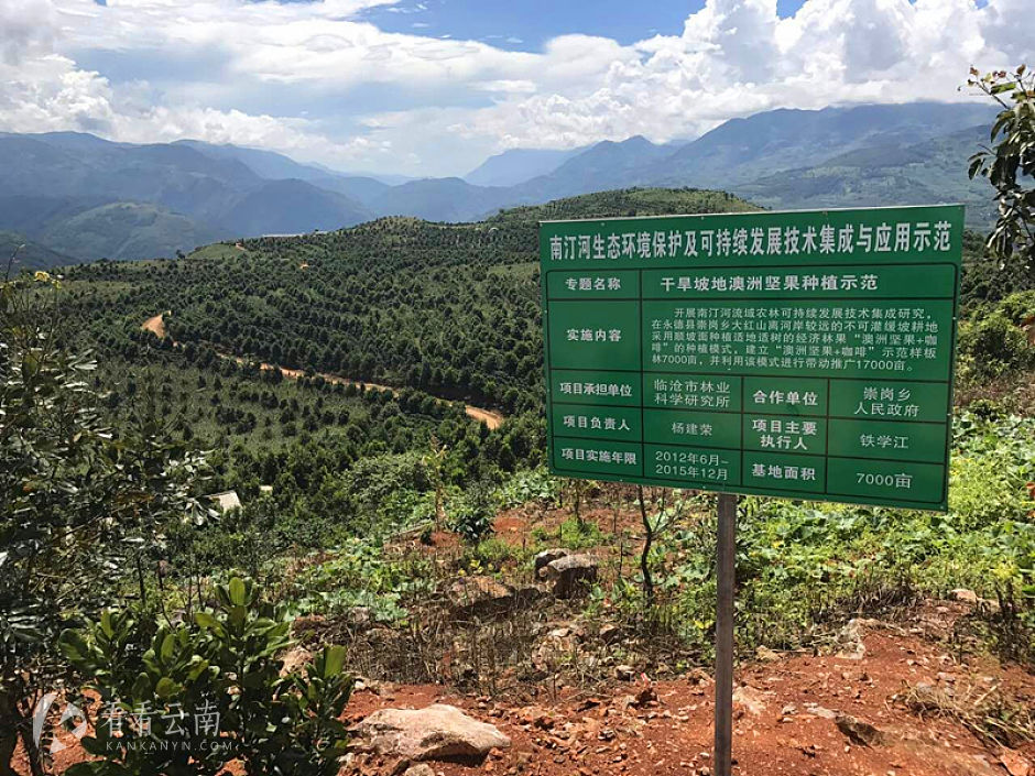 今日云南|临沧崇岗乡澳洲坚果基地