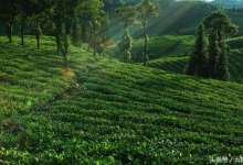 清明小长假云南各州市用数据告知“春天经济”-看看云南