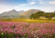 樱花桃花没了 就去昆明唯一“中国最美村镇”赏牡丹芍药吧-看看云南