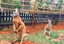 羞涩“明星夫妇”首次亮相昆明野生动物园-看看云南