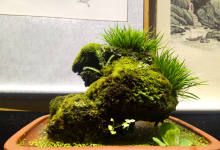 惊！看似一盆山间野草，却价值3万元-看看云南