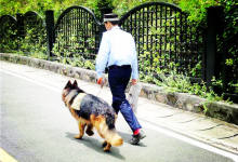 一个人,一条狗,一座城,这才是我想要的世界!-看看云南