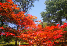 黑龙潭公园有“奇观”，300亩枫叶提前红遍山头-看看云南