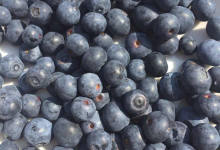  施甸将建8万亩特色水果种植基地，软籽石榴、蓝莓应有尽有！-看看云南