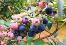 皮皮虾，我们走！去谈一场诱人的“蓝莓之恋”-看看云南