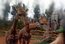 6月1日起，野生动物园门票涨至100元/人-看看云南