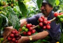 云南咖啡跻身全球的底气在哪里？-看看云南