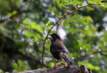 普洱200余只“林中歌手”回归家园-看看云南