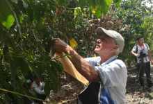 每磅损失0.28美元 在这间旧旧的两层小楼里国际咖啡泰斗为云南咖啡“传教”操碎了心-看看云南