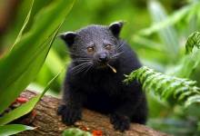 你见过“五腿兽” 吗？野生动物园将迎来4只-看看云南