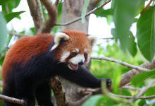 小熊猫嘟嘟“私奔”1个月后返园，变“萌表情帝”秀恩爱-看看云南