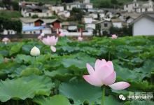 峨山|凤窝的这片荷花惊艳了整个夏天-看看云南