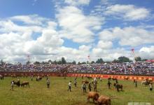 石林|斗牛要不要？牛王争霸赛正在火热进行中-看看云南