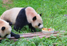 野生动物园准备冰蛋糕为大熊猫“毛竹”开生日趴-看看云南