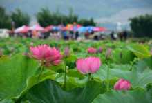 今日云南|曲靖麒麟水乡赏荷去-看看云南