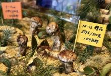 今日云南|香格里拉松茸价格-看看云南