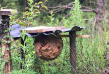 洪忠华，他在昆明松华坝驭蜂前行-看看云南