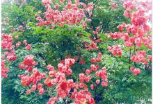 今日云南|呈贡红果烈焰-看看云南