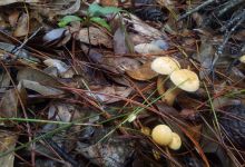 今日云南|南华五街镇野生菌封山保育基地-看看云南