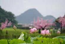 今日云南|普者黑十里桃花 落英缤纷-看看云南