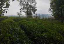 今日云南|茶城普洱-看看云南