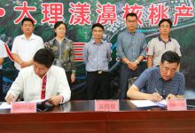 2017年云南·大理漾濞核桃节签下协议金额6亿元-看看云南