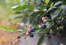 “小”蓝莓做成“大”产业 曲靖打造中国蓝莓之都-看看云南