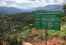 今日云南|临沧崇岗乡澳洲坚果基地-看看云南