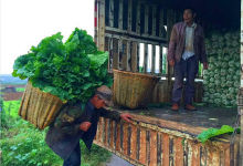 今日云南|呈贡吴家营雨中劳作-看看云南