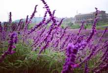 在曲靖，遇见普罗旺斯薰衣草花海的浪漫-看看云南