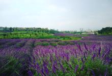 今日云南|曲靖金鳞湾爱情小镇花海-看看云南