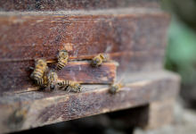 中国蜜蜂文化第一村：认养一窝蜂，体验经济新业态-看看云南