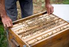 今日云南|罗平芭蕉箐蜜蜂文化园-看看云南