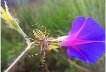 今日云南|蜘蛛精，你往哪里跑？-看看云南
