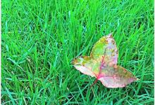 今日云南|一场秋雨一场寒-看看云南