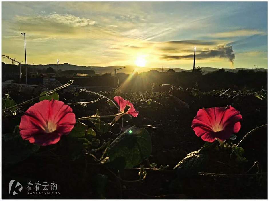 今日云南|在日出里的夕颜花
