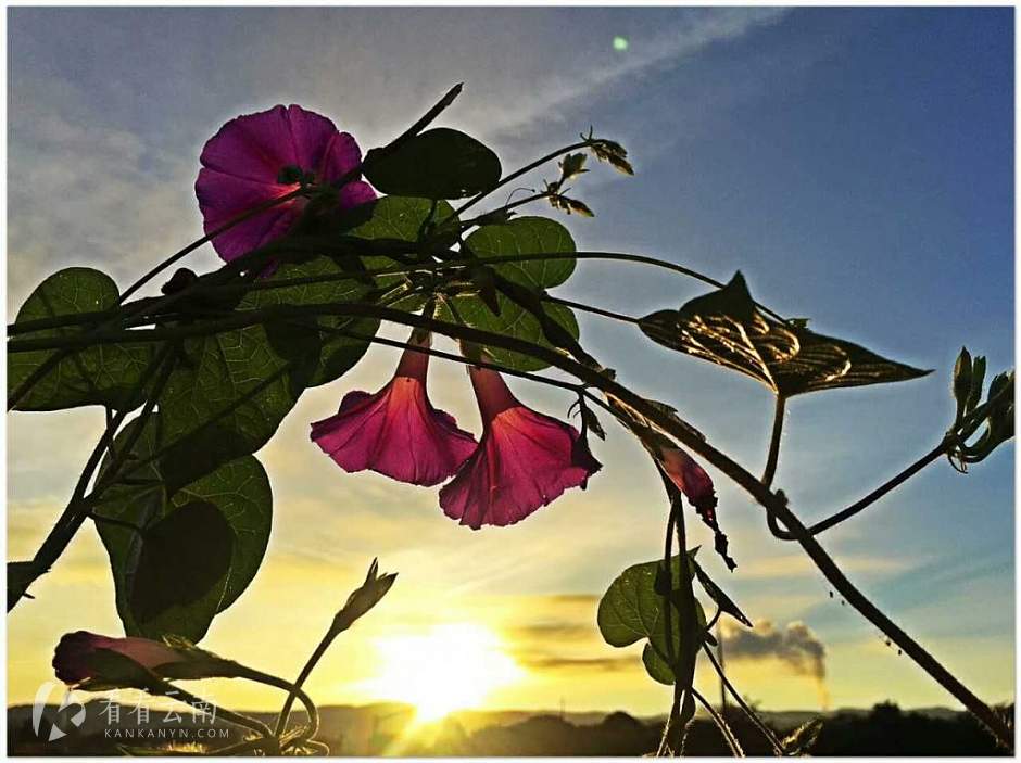 今日云南|在日出里的夕颜花