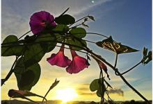 今日云南|在日出里的夕颜花-看看云南