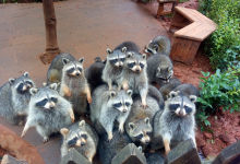 国庆去野生动物园感受非洲动物迁徙奇观，零距约会长颈鹿、小浣熊-看看云南