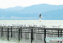 300余只红嘴鸥探营海埂公园-看看云南