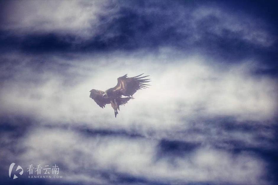 今日云南|香格里拉秃鹫高旋