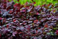 今日云南|一叶知秋-看看云南